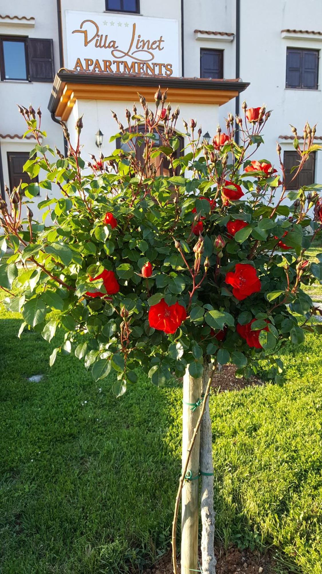 Villa Linet Funtana Buitenkant foto
